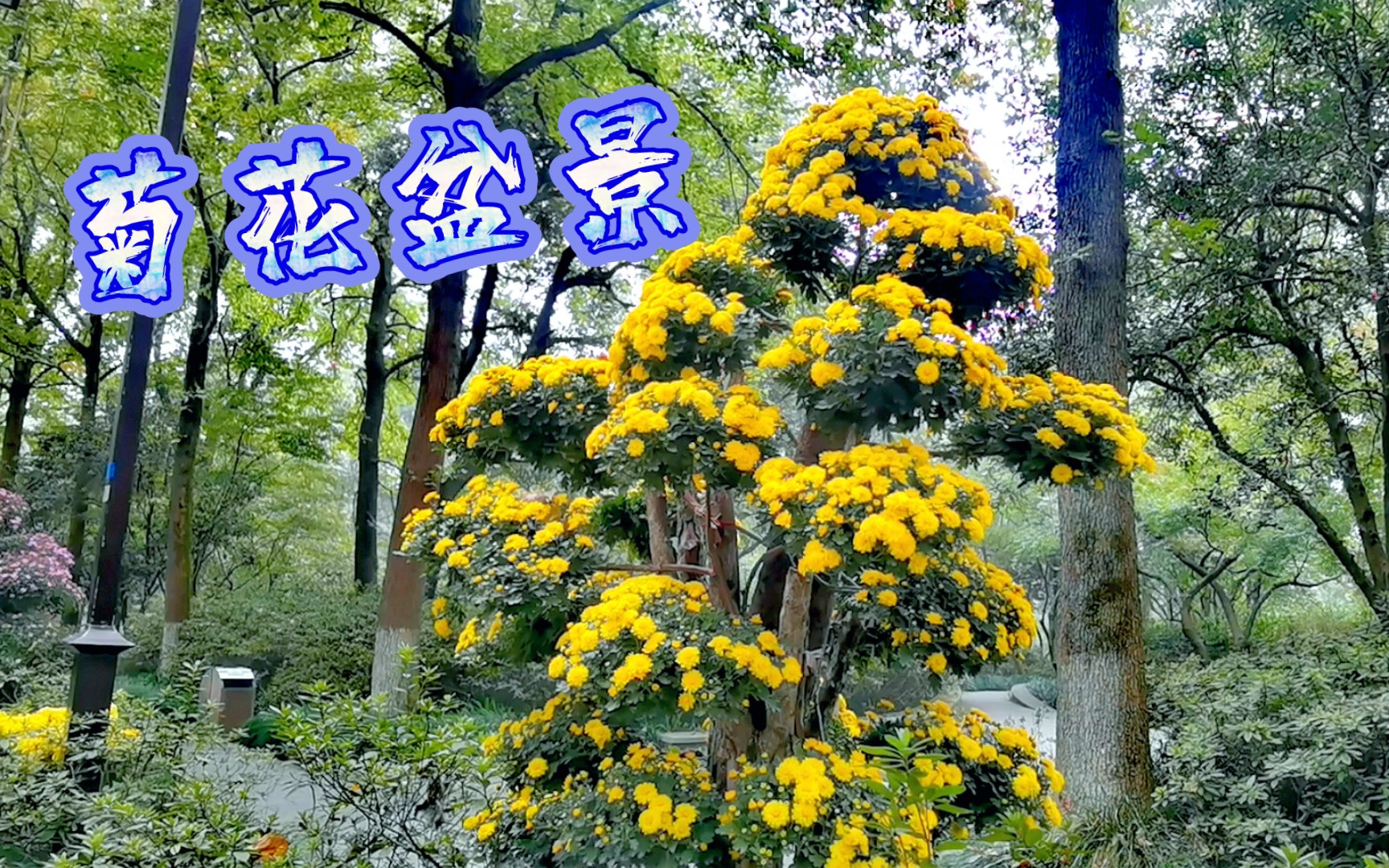 【菊花盆景】哦,道理我看懂了,但是…哔哩哔哩bilibili