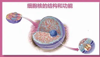 Скачать видео: 细胞核的结构与功能