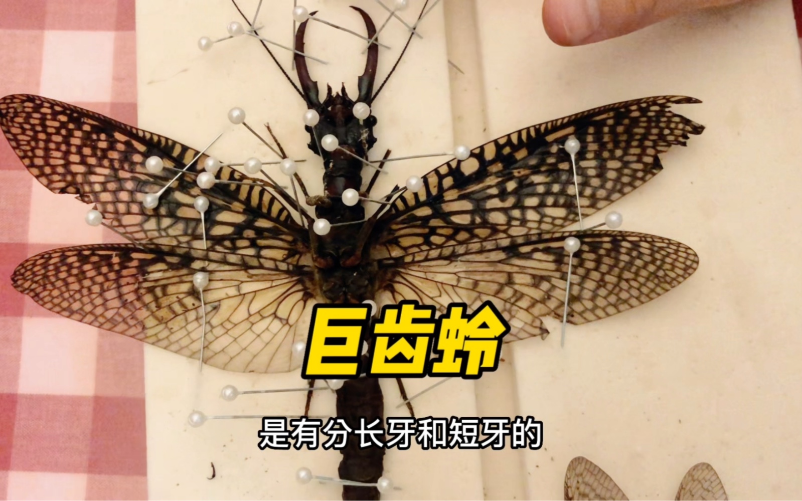 越中巨齿蛉,好棒的个体,威猛无比!