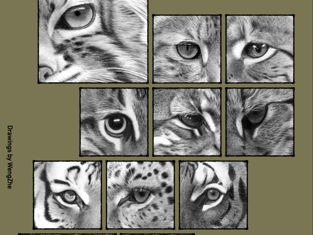 画过的中国野生猫科动物快闪