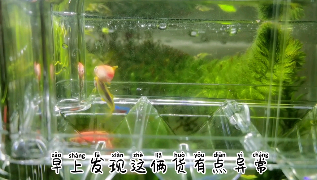 妙小晗的养鱼vlog—第82天|斑马鱼产卵瞬间_哔哩哔哩_bilibili