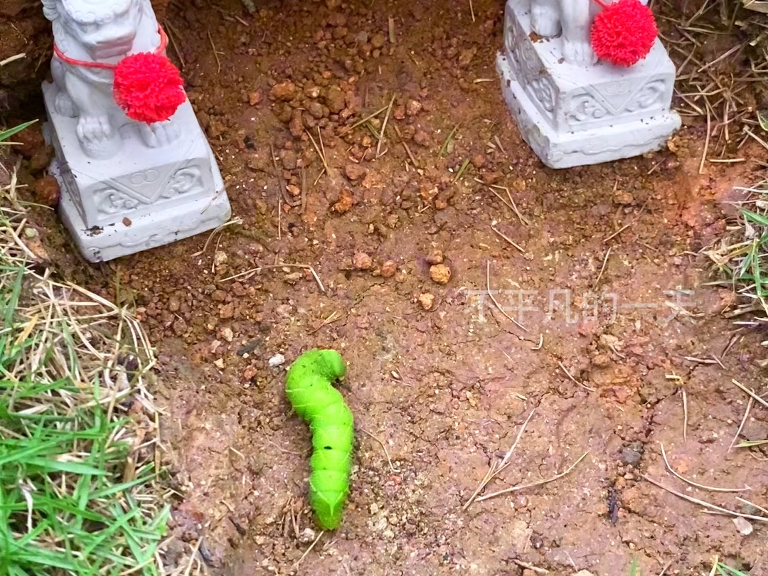 一只大青虫在吃我的蔬菜,把它送给哈基米当早餐了