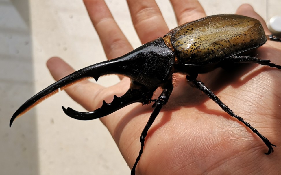 长戟大兜虫dhh开箱