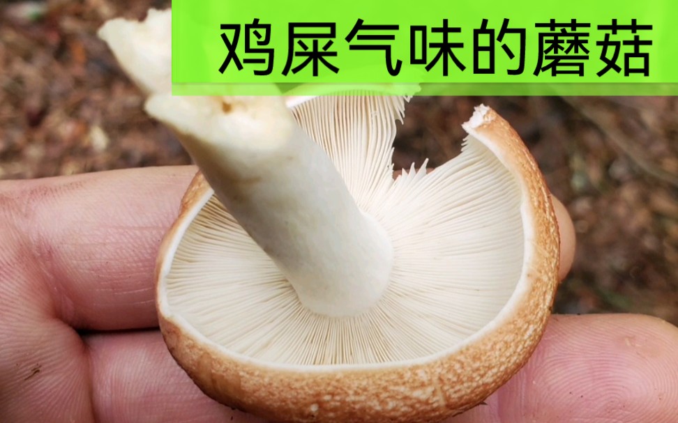 赤黄红菇,可食,有淡淡的鸡屎气味哔哩哔哩bilibili