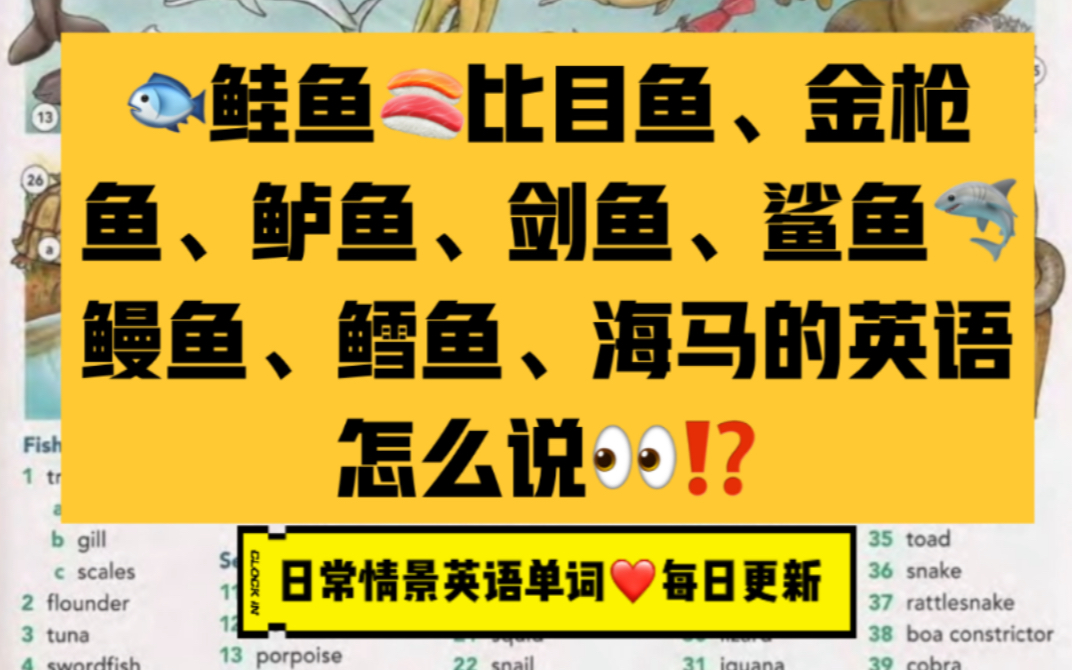 鱼类英语单词大全  鲑鱼、比目鱼、金枪鱼、鲈鱼、剑鱼、鲨鱼、鳗鱼、鳕鱼、海马  日常情景英语单词哔哩哔哩bilibili