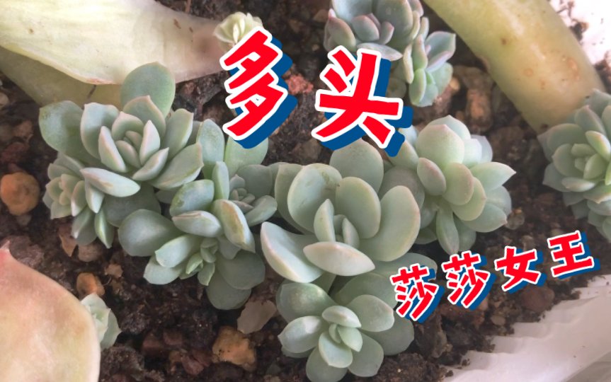 【多肉植物】莎莎女王多头叶插苗哔哩哔哩bilibili