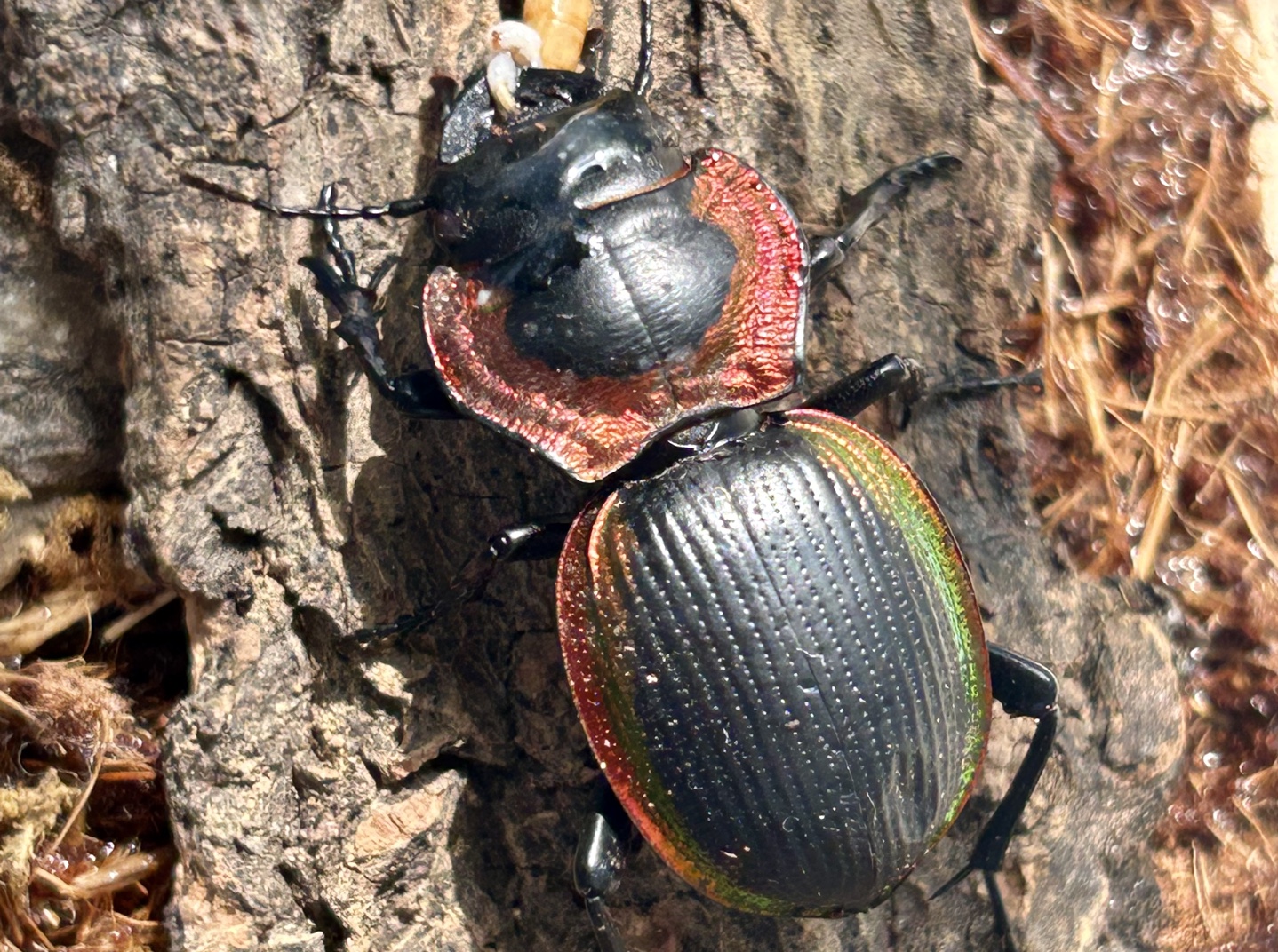 小红缘蝼步甲吃东西