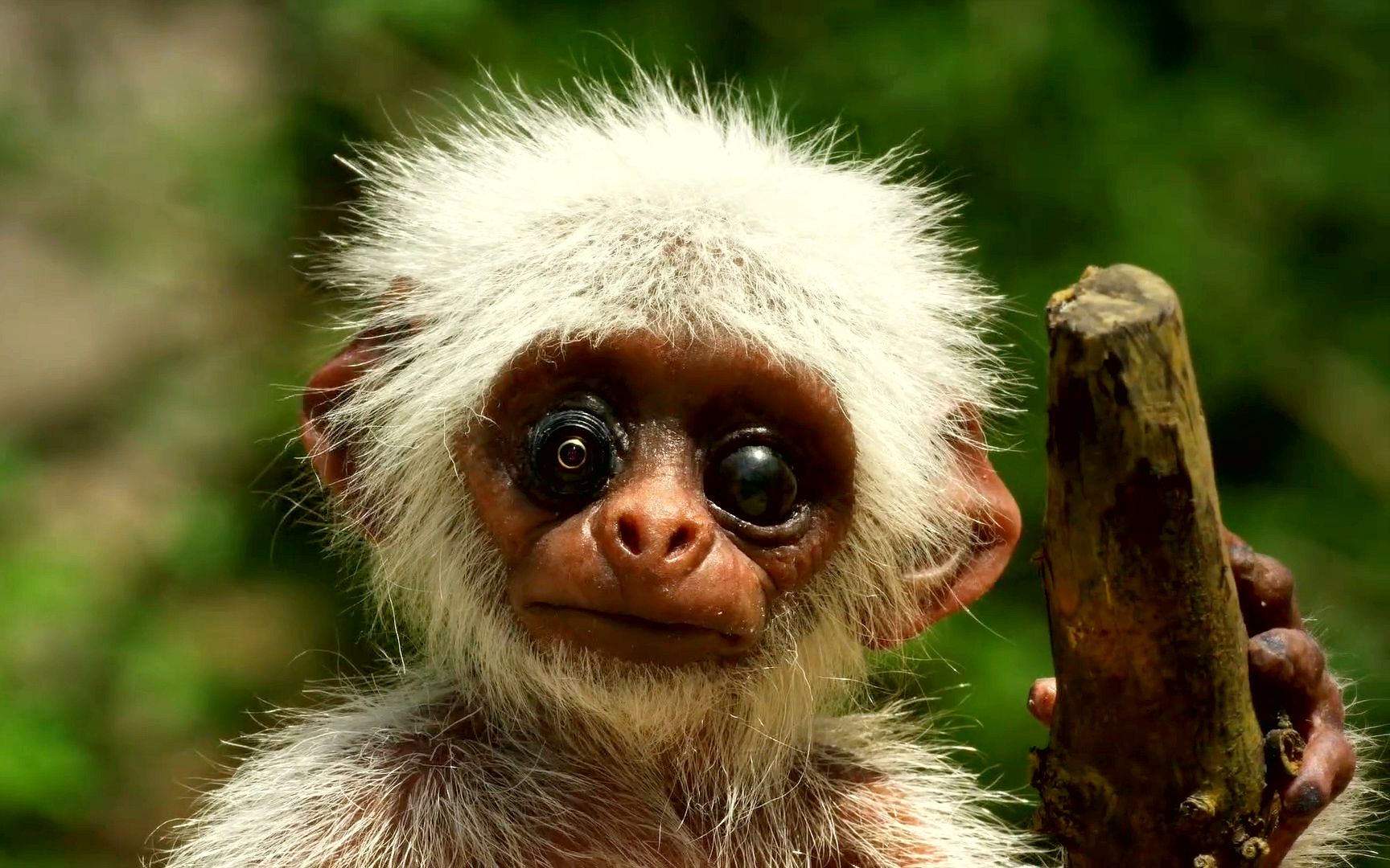 奇幻片:人类在机器猴眼中藏摄像头,结果拍到猴子们的沙雕行为!