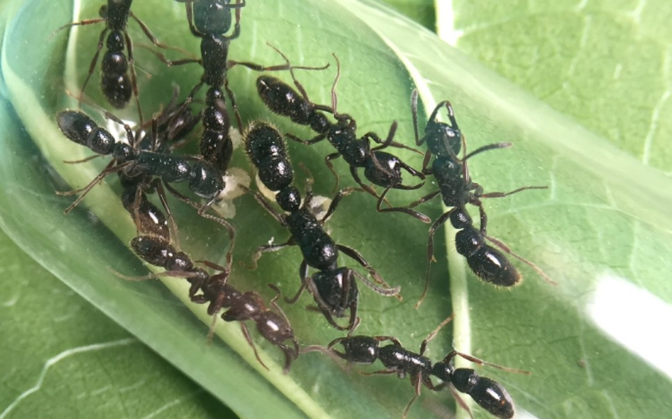 【锥头小眼猛蚁】开箱一窝吃货_哔哩哔哩_bilibili