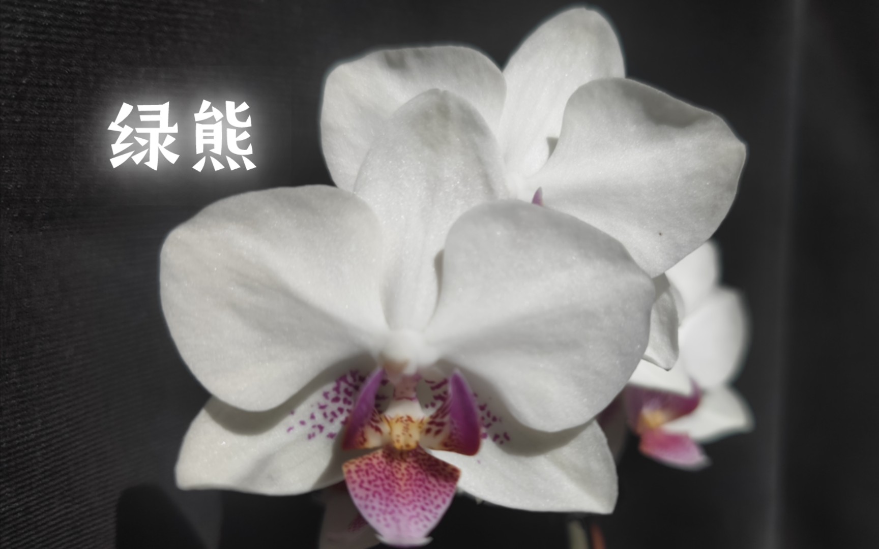 蝴蝶兰 绿熊