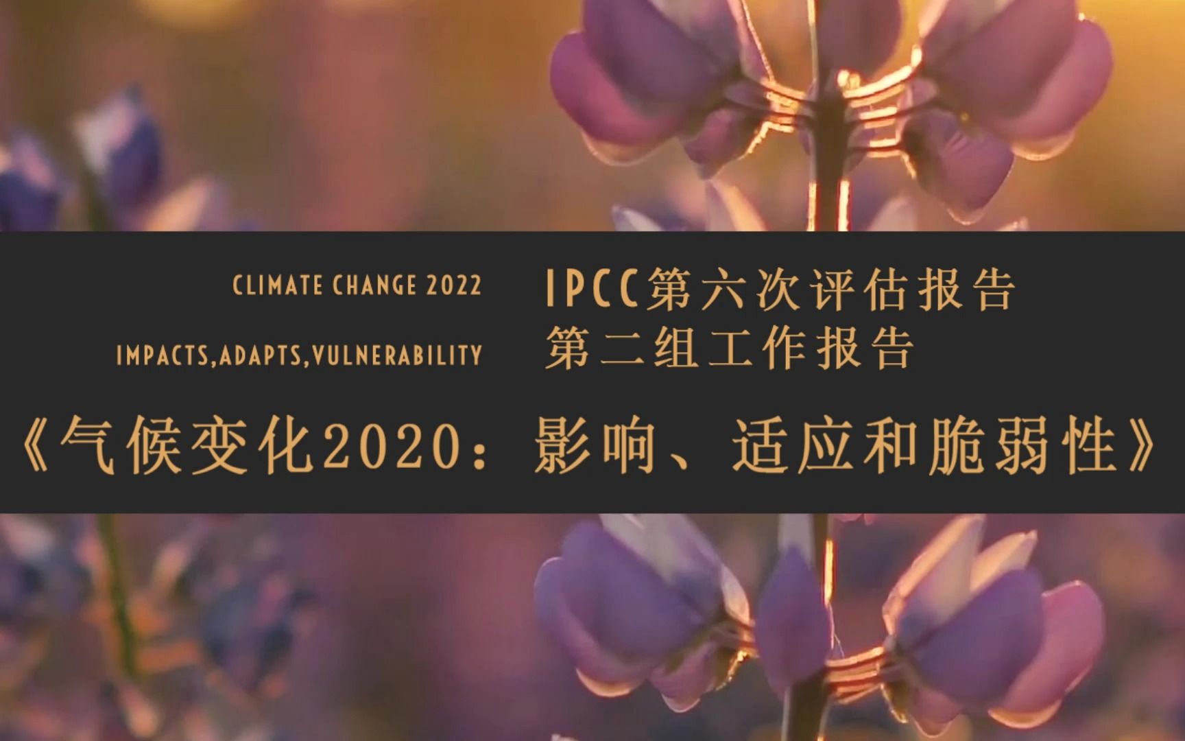 IPCC第六次评估报告第二组工作报告《气候变化2020:影响、适应和脆弱性》发布哔哩哔哩bilibili