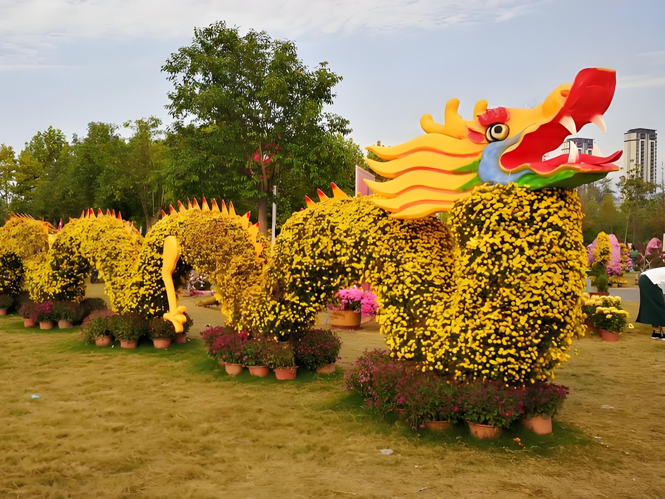 开封菊花造型艺菊种植基地-卧龙菊花造型