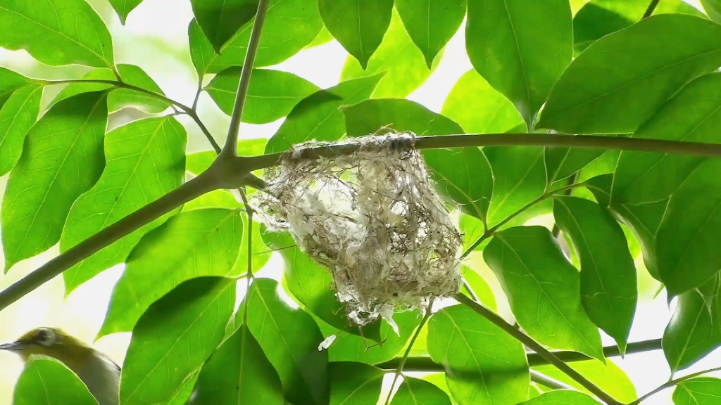 绣眼鸟系列纪录片第二季《筑巢中》