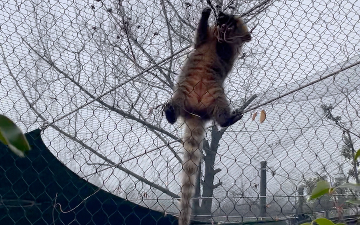 红山动物园冈瓦纳的浣熊吃饭,看了真解压