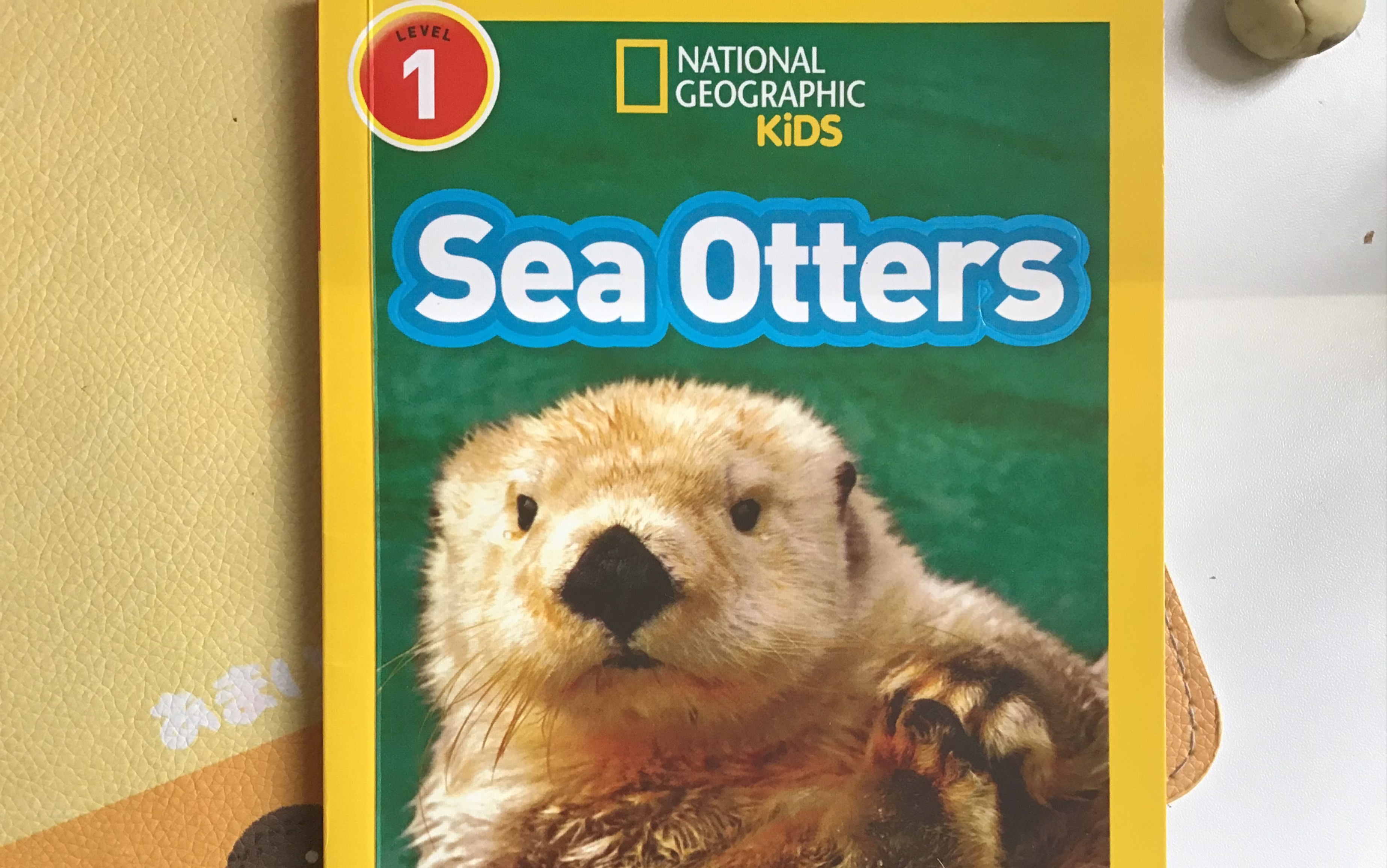 sea otters_哔哩哔哩_bilibili