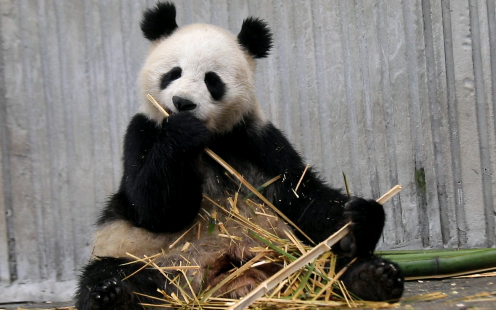 喜豆飞快的旋早餐【喜豆】2303