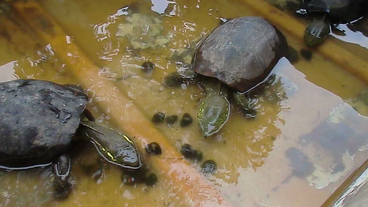 搬运喂草龟吃最爱的螺蛳