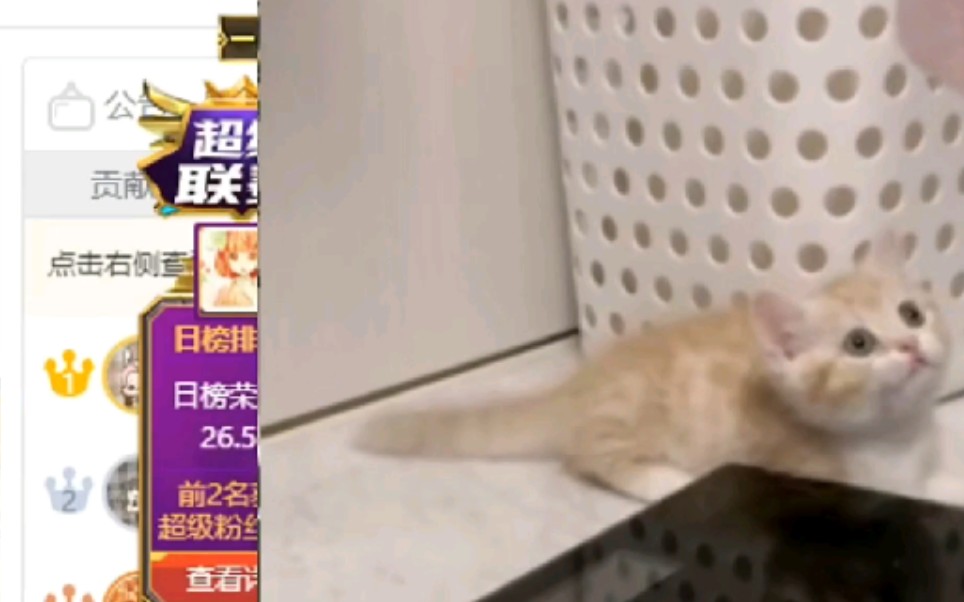 菠萝赛东偷拍猫尿尿不成反被猫在被子上解锁新成就
