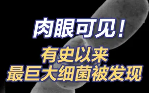 下载视频: 颠覆！肉眼可见的巨型细菌现身，长度2厘米！