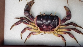 透明标本 透明动物标本制作教程 高清重制版 哔哩哔哩 つロ干杯 Bilibili