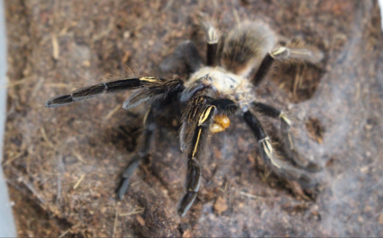 【开箱】火焰黄膝头(黄7)