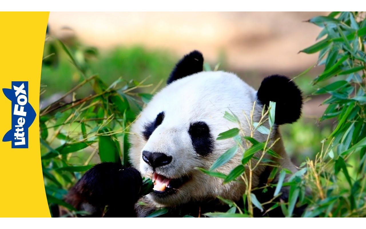 [图]Meet the Animals ｜ Giant Panda ｜ Bears ｜ Black and White ｜ Wildlife Animals