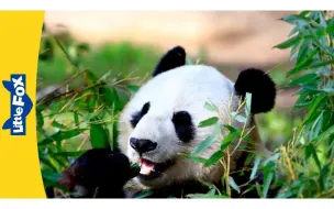 Download Video: Meet the Animals ｜ Giant Panda ｜ Bears ｜ Black and White ｜ Wildlife Animals