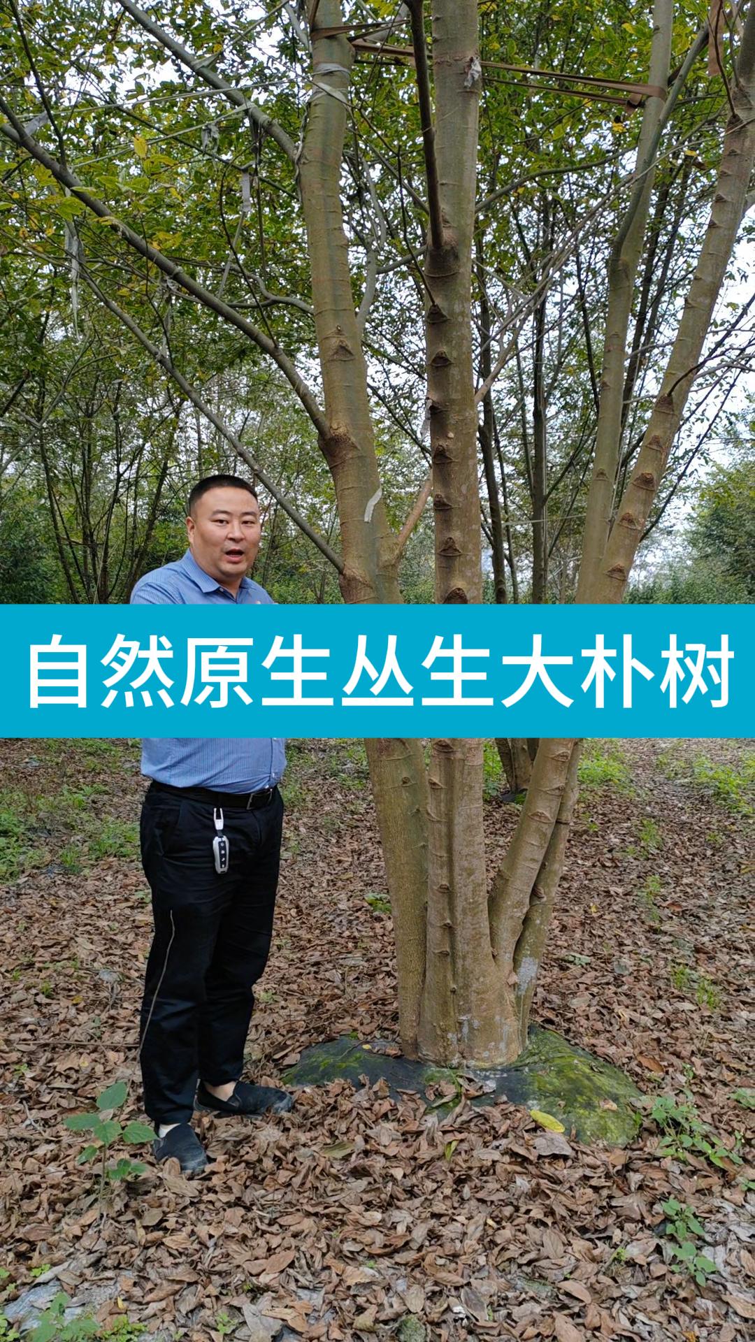 自然原生丛生大朴树