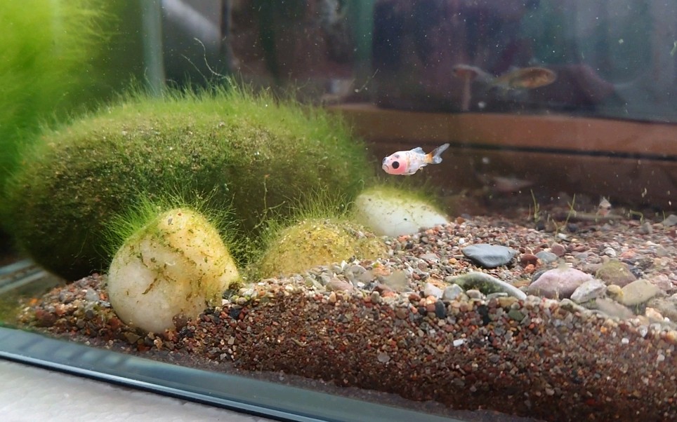 小金鱼苗淘汰率挺高的,目前就几十尾样子,有的全身黑的不知道是不是