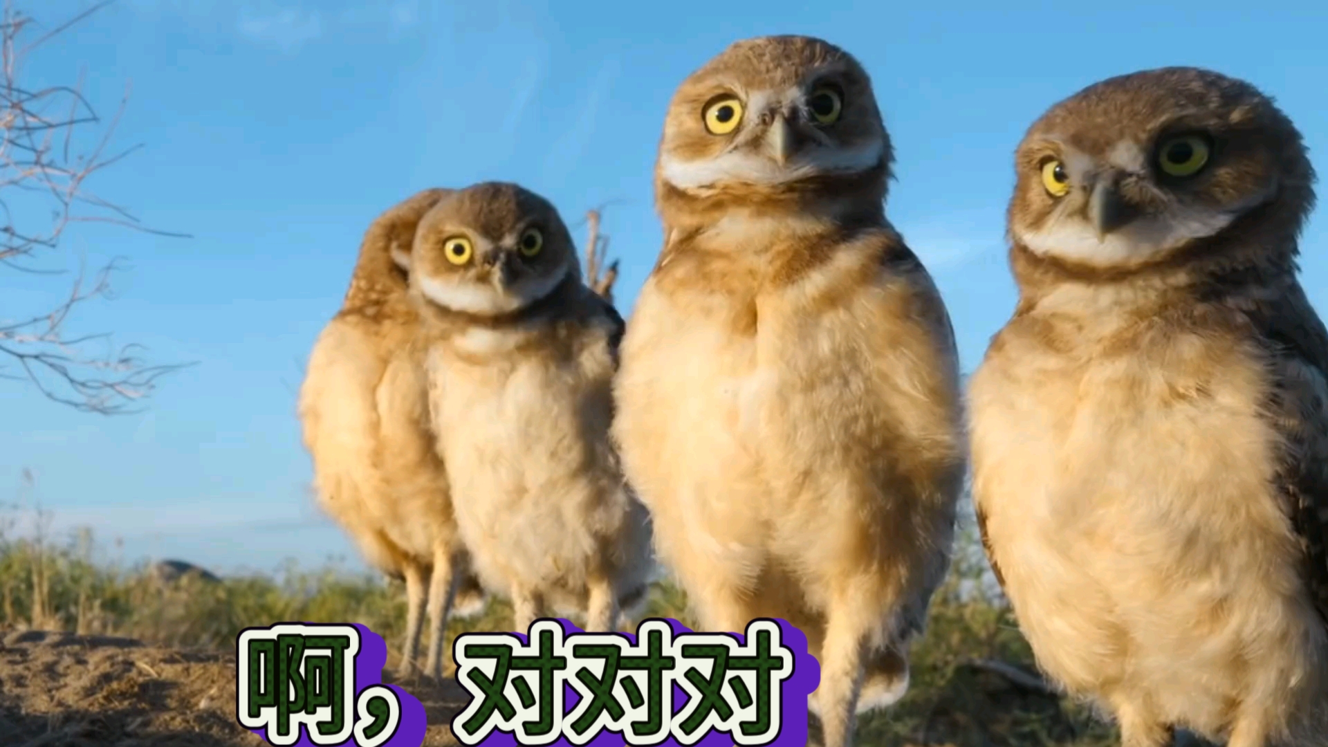 哈哈哈! 啊,对对对