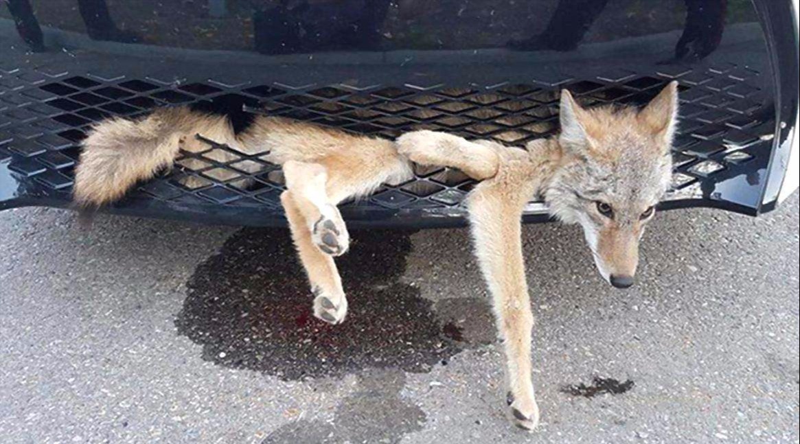 小伙开车撞死狗没有报警便驾车离开了结果肠子都悔青了