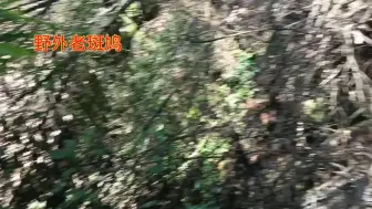 Download Video: 和网友深山石沟挖药，他在上边忙碌，我在下边石壁上发现大黄精