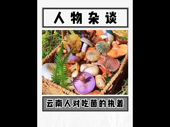 云南老表对吃菌子有多执着,中毒后没一个怪菌子的?