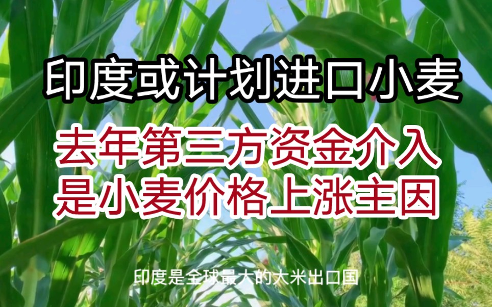 自2月底以来第一艘运粮船抵达乌克兰,印度或降低小麦进口关税;今年玉米价格跌跌不休,去年第三方资金介入是小麦价格上涨主因哔哩哔哩bilibili