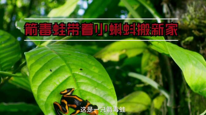 箭毒蛙为何要背着小蝌蚪四处奔波