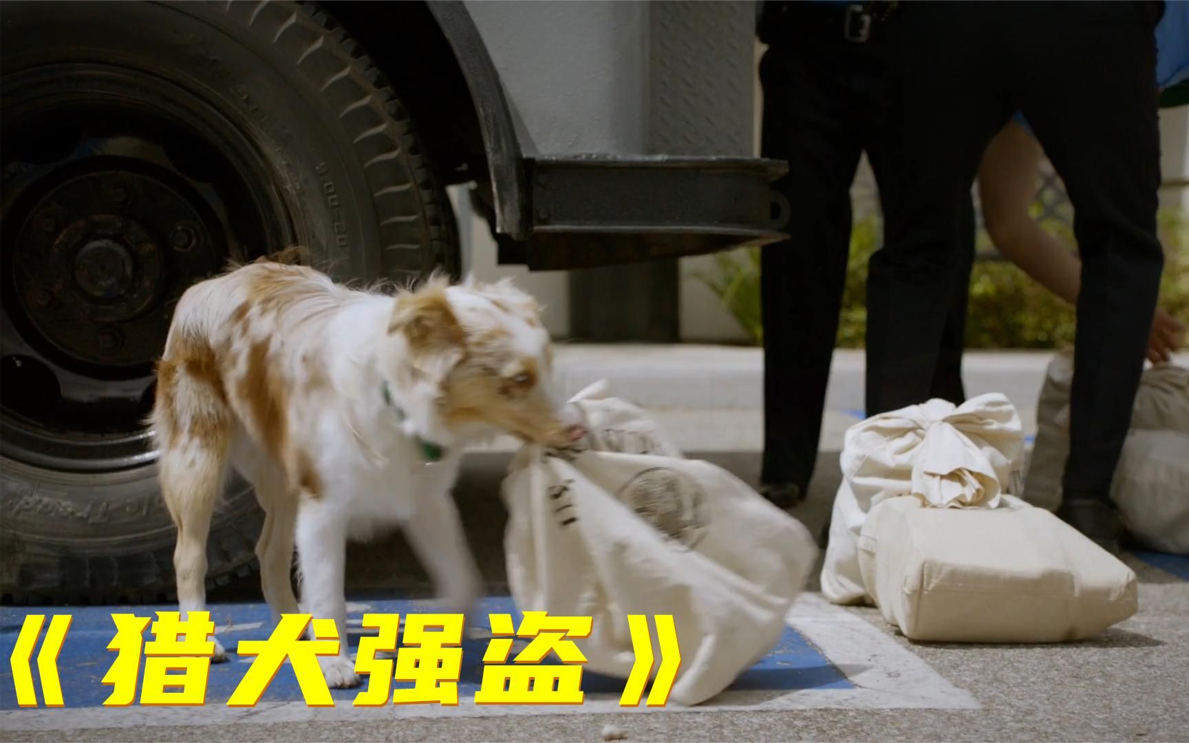 电影劫匪训练一只狗抢劫银行结果每次都能成功猎犬强盗
