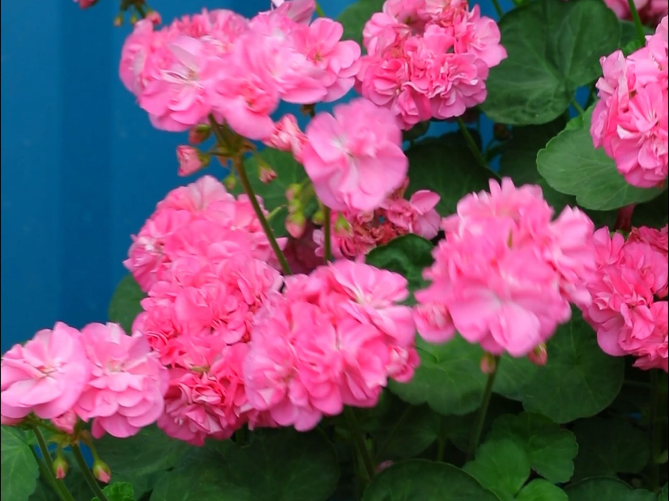 【惠惠的花园】花量大花球圆润-"重彩小天使" 花期长,多季节开花,株型