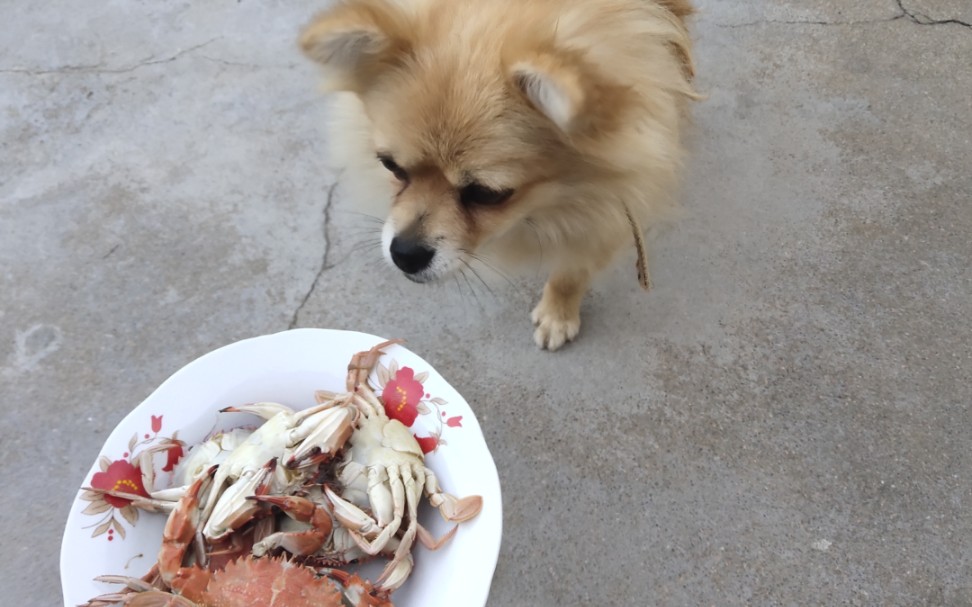 豆豆螃蟹吃播_哔哩哔哩_bilibili