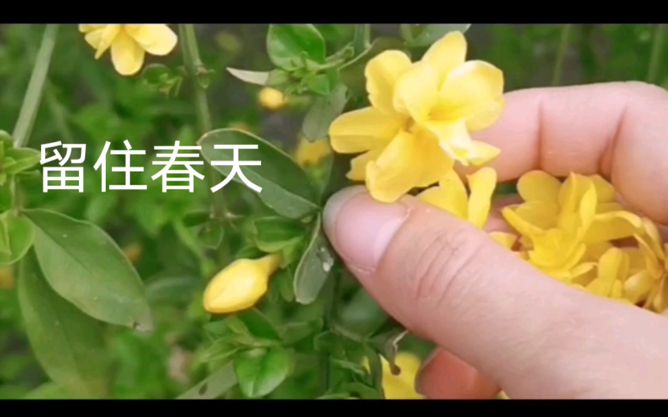 【制作干花】如何制作干花保存春天哔哩哔哩bilibili