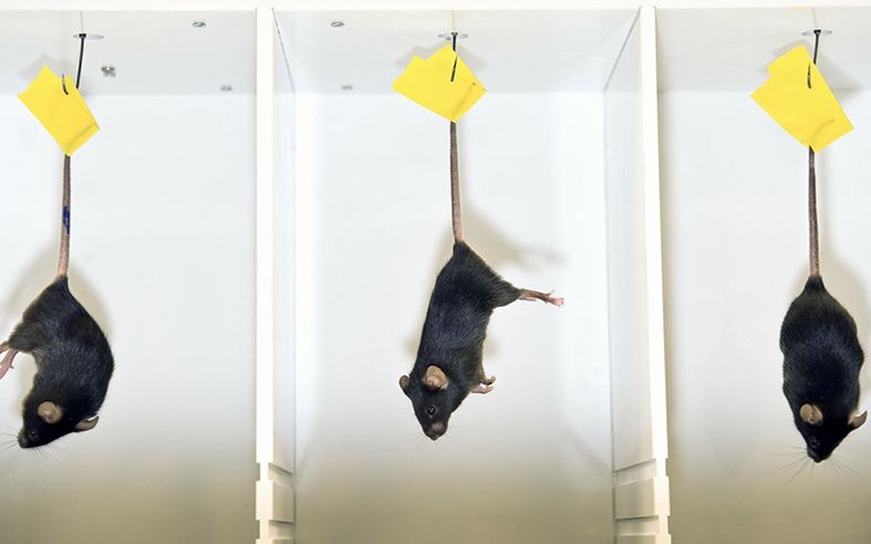 抑郁症到底有多恐怖他们用1只老鼠做实验结果没想到