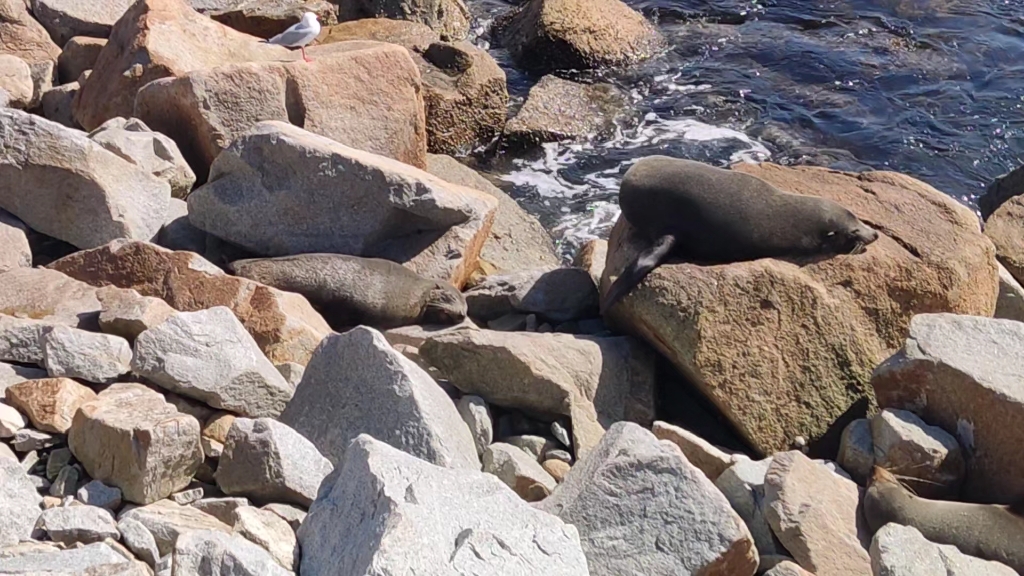 圆滚滚,像茄子,是海豹!