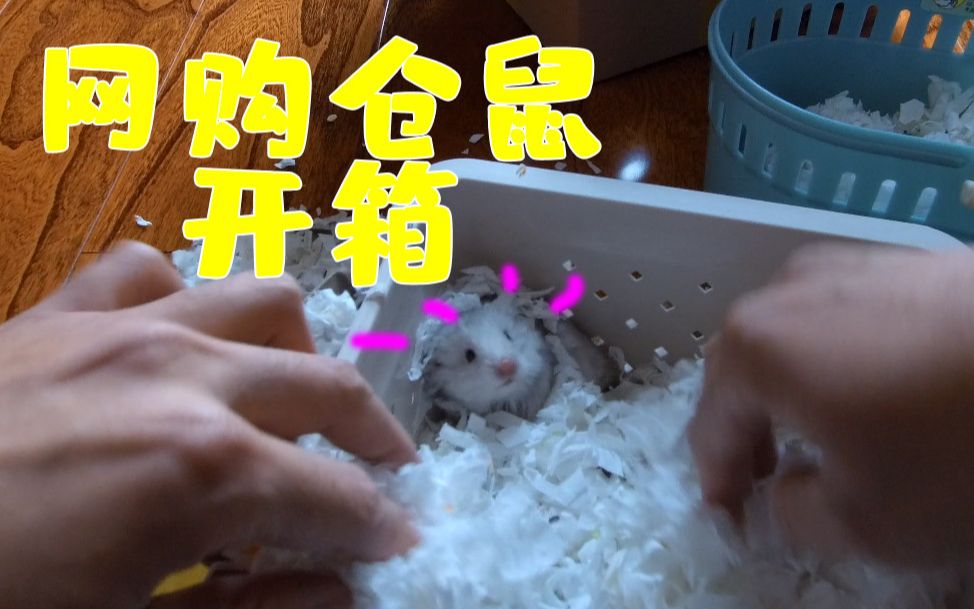 【仓鼠】up主的第一次网购仓鼠开箱