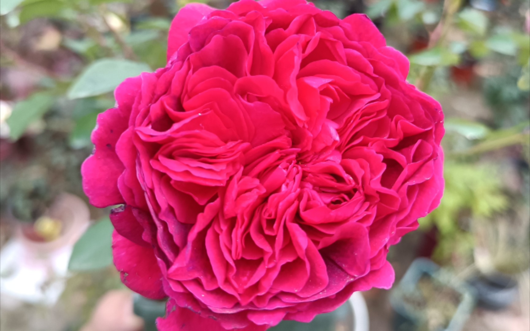 虹越进口月季裸根详细开箱