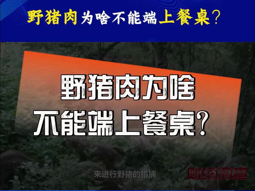 野猪致害省份多达26个!野猪肉为什么不能端上餐桌?哔哩哔哩bilibili