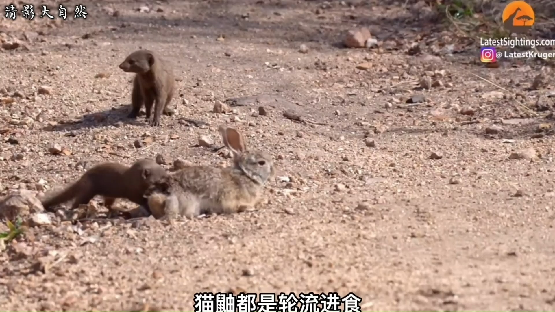 1236 猫鼬捕猎#动物世界