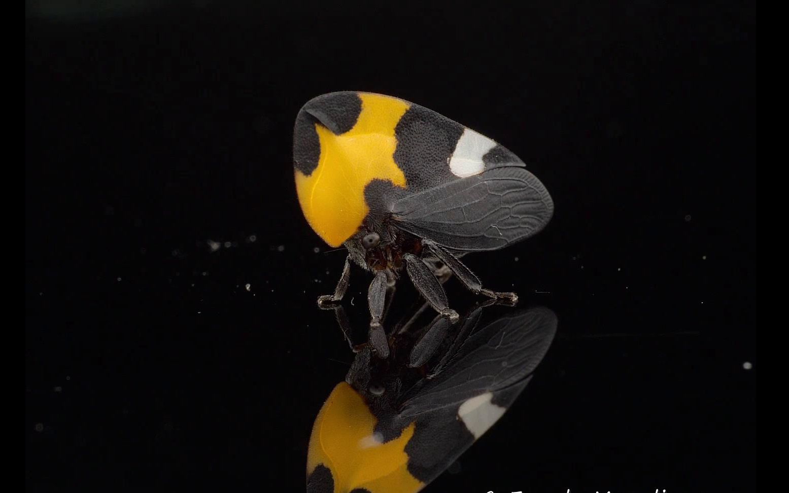 【叶蝉】来自厄瓜多尔的叶蝉——Pretty Treehopper from Ecuador哔哩哔哩bilibili