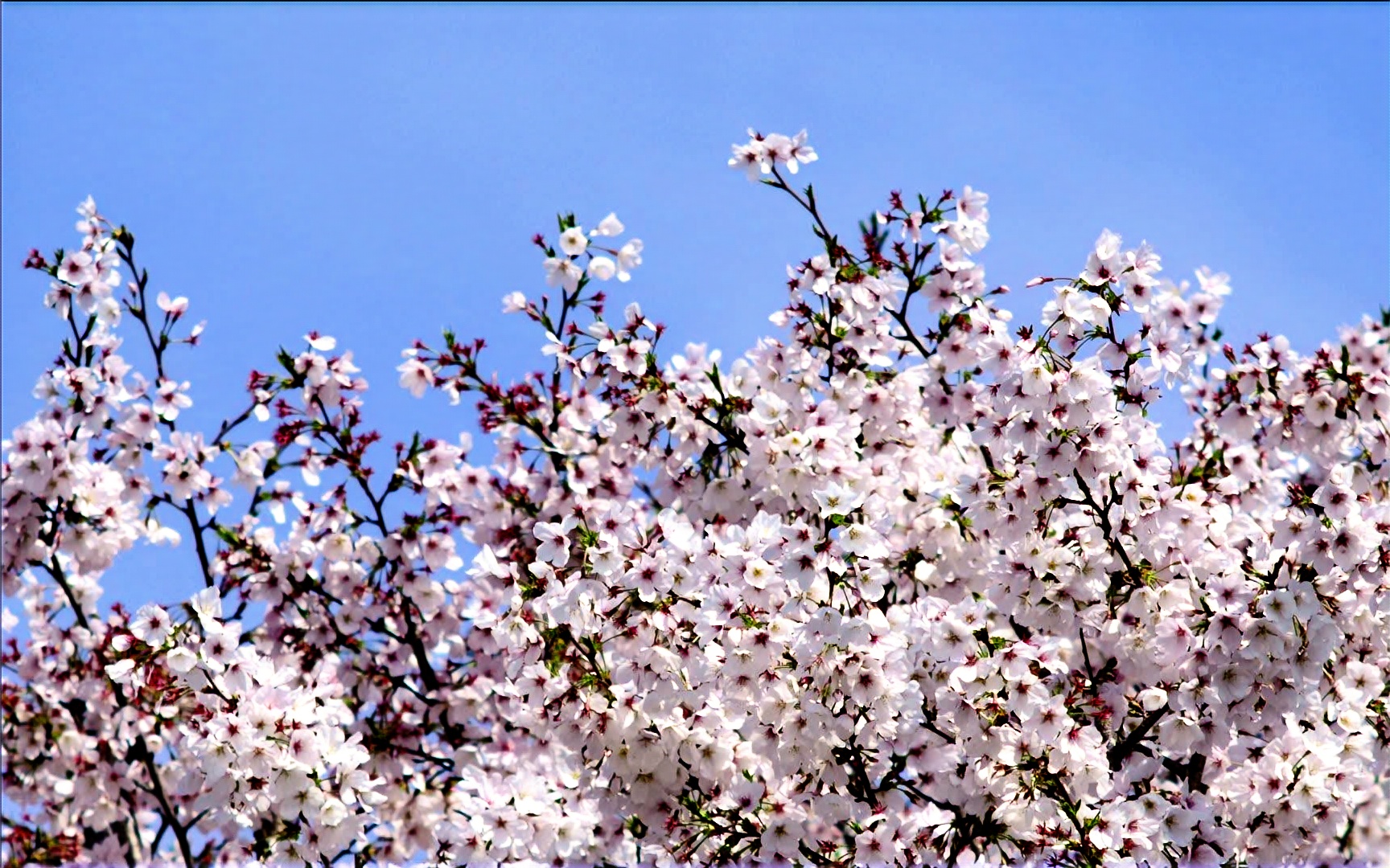 [图]第6期《影像金华-樱花》