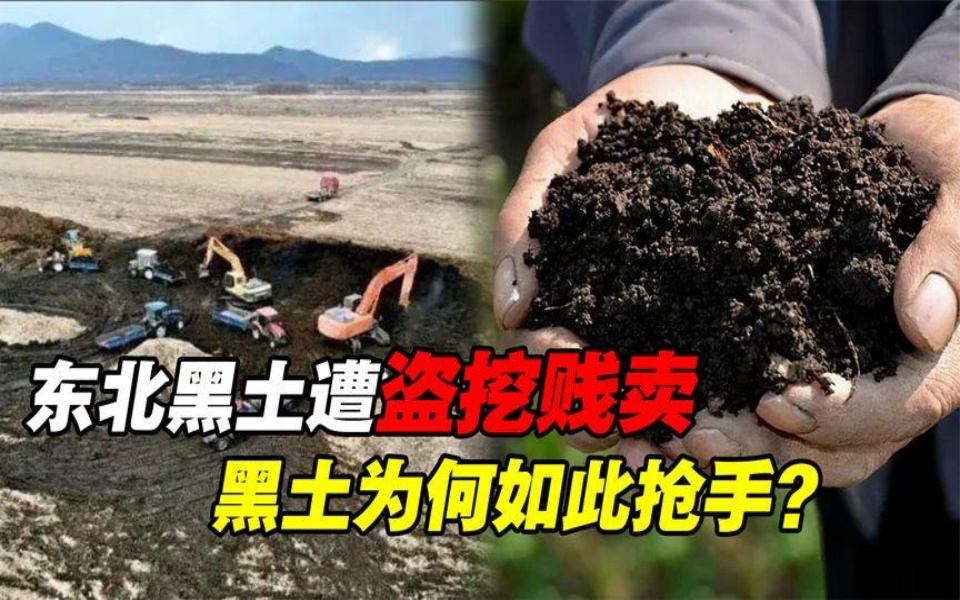 东北黑土不保?400年才形成的黑土地,为何遭疯狂盗挖?