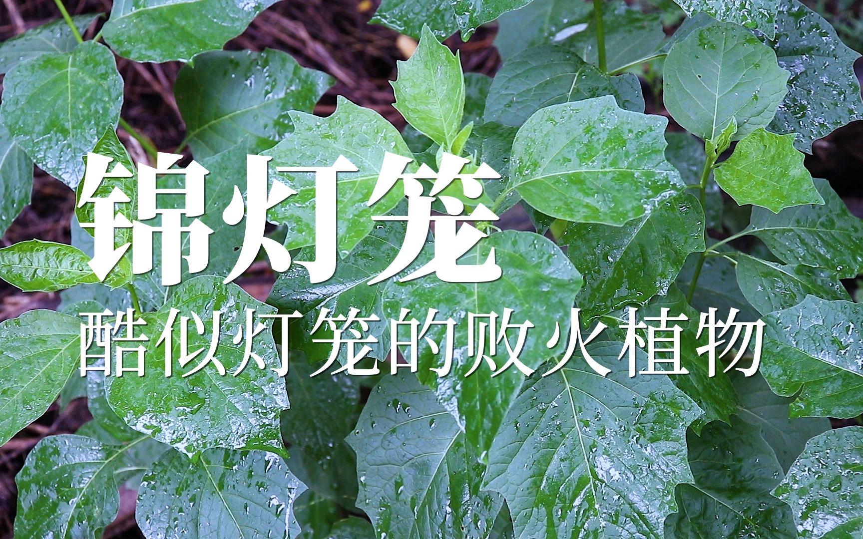 锦灯笼——酷似灯笼的败火植物哔哩哔哩bilibili