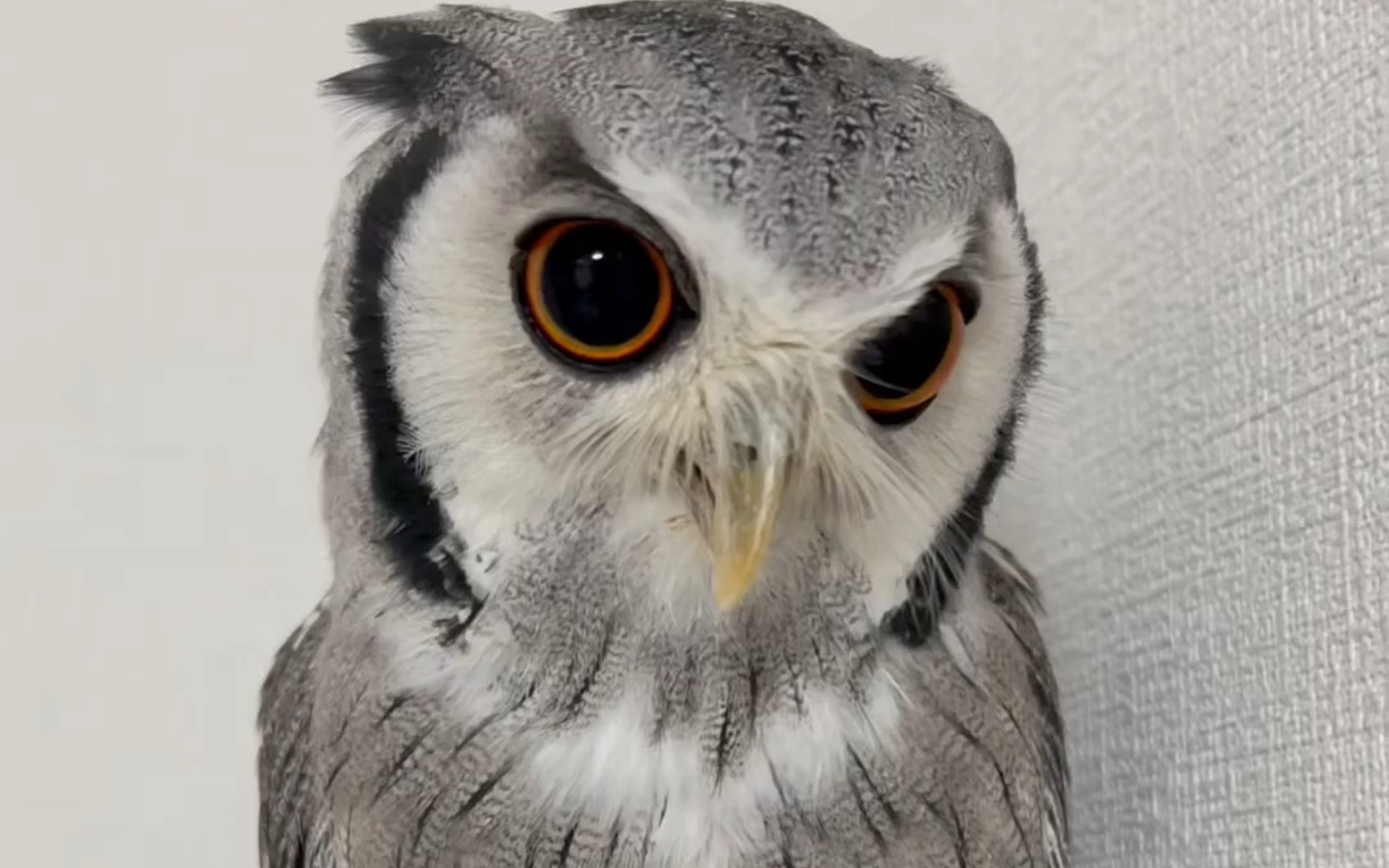 吐食丸的白脸角鸮